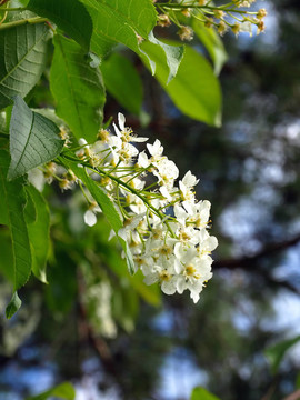 鳥櫻桃開花