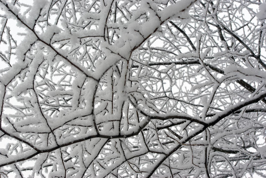 白雪覆蓋的白樺枝