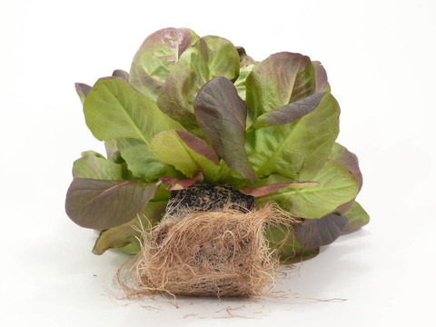 新鮮的gardensalad根