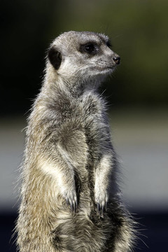 站meercat