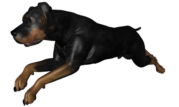 羅威納犬