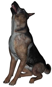 德國(guó)牧羊犬