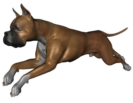拳師犬