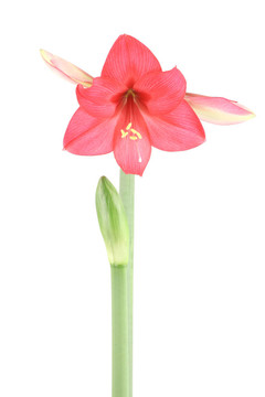 朱頂紅