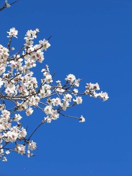 蘋果花