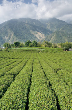 田茶