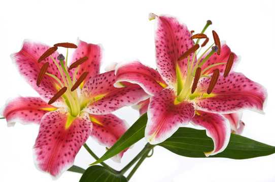 百合花