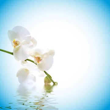 蘭花