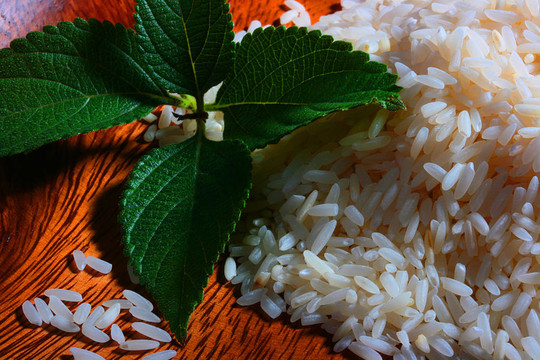 Rice薄荷