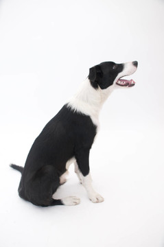邊境牧羊犬簡介