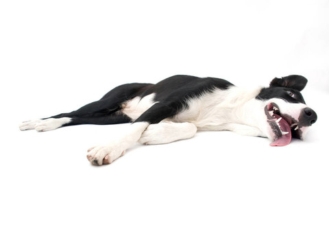 可愛的邊境牧羊犬放下