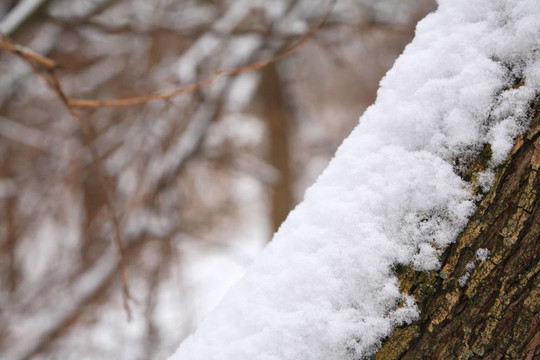 樹干上雪堆