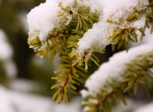 圣誕樹(shù)樹(shù)葉和雪