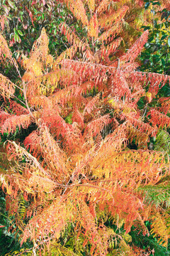 秋天公園里的紅黃布什