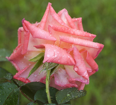 新鮮的雨滴露水逆杏粉紅玫瑰花與綠葉在綠色