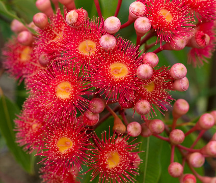 紅花桉樹桉樹phytocarpa混合澳大利亞本土與芽和葉