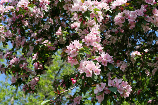 開(kāi)花樹(shù)的分枝