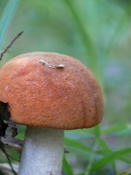 橙蓋牛肝菌。