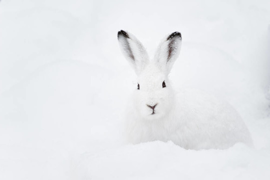 雪兔（北緯雪兔）