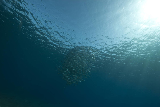 條紋等，oceanl