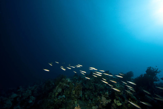 海洋；珊瑚和魚