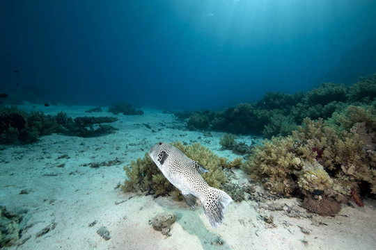 河豚魚和海洋