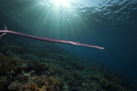 頜針魚和海洋