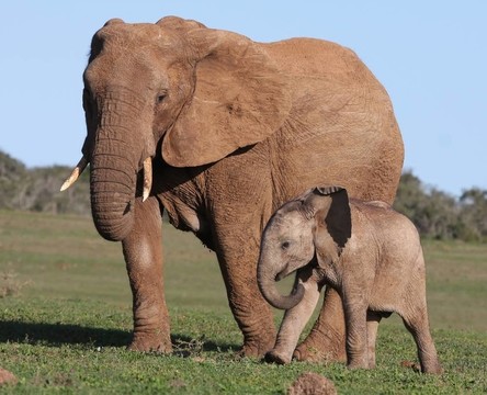 非洲象宝宝和妈妈