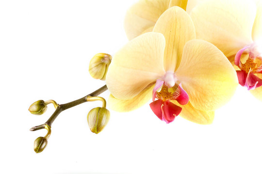 蘭花