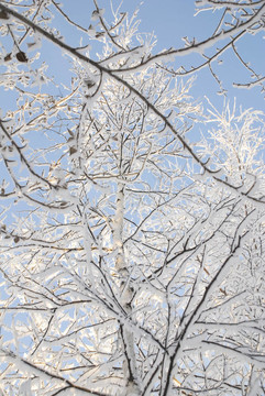 樹枝上的雪和霜