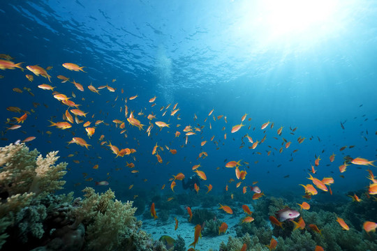 海洋；珊瑚和魚