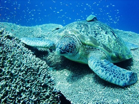 海龜