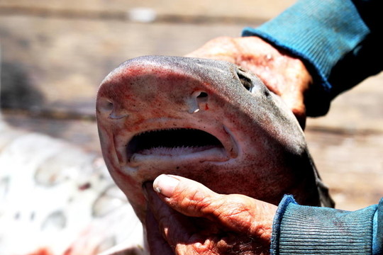鯊魚