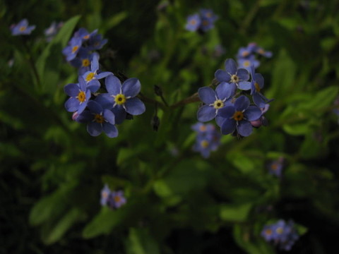花；勿忘我；春；花園；家