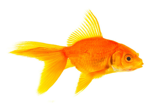 金魚