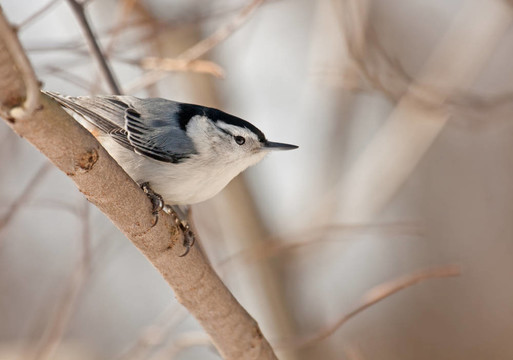 白胸鳾（西塔carolinensis）