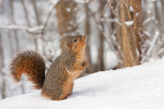 Fox Squirrel（Sciurus niger }
