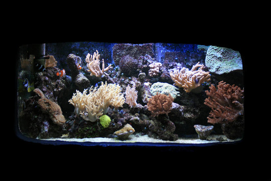 水族箱背景