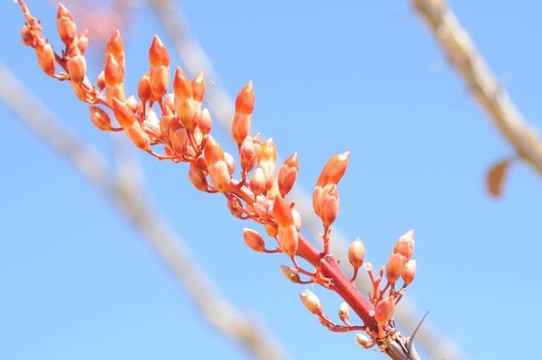 仙人掌的花朵