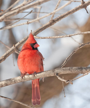 北方的紅衣主教（Cardinalis cardinalis）