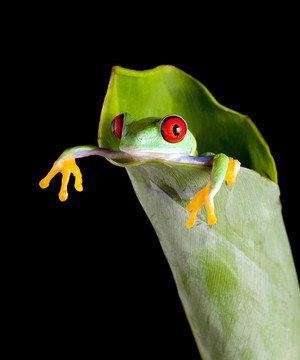香蕉葉蛙