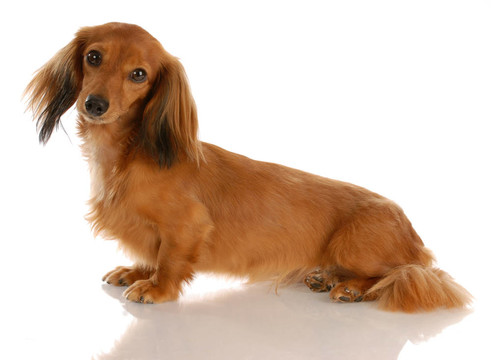 長(zhǎng)毛臘腸犬坐