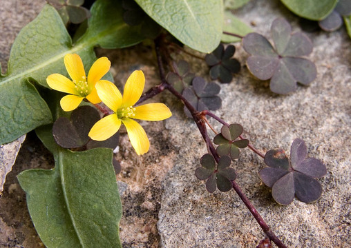 毛莨花