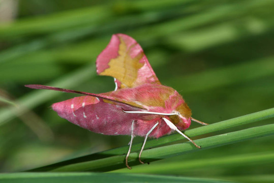（夾竹桃天蛾porcellus）