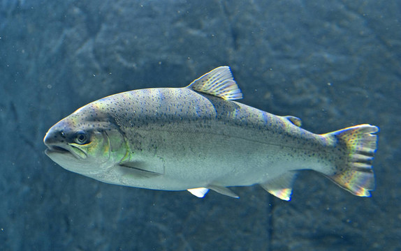國(guó)王鮭魚(yú)