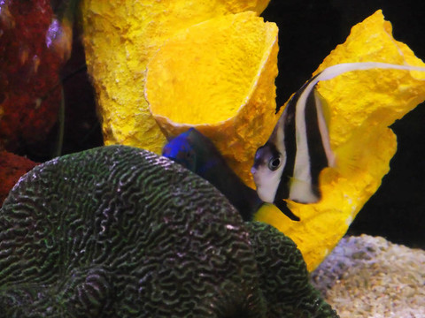 兩熱帶魚