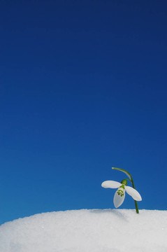 雪中的雪花蓮生長