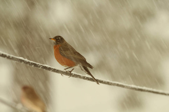 下雪了，羅賓