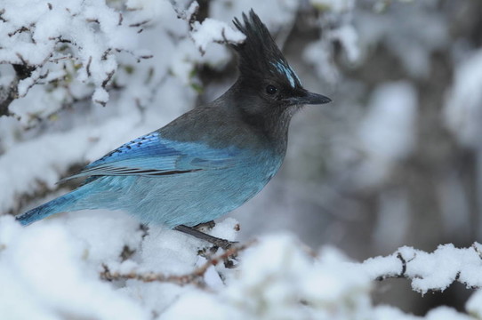 虎頭的杰伊在雪中