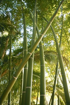 竹青林